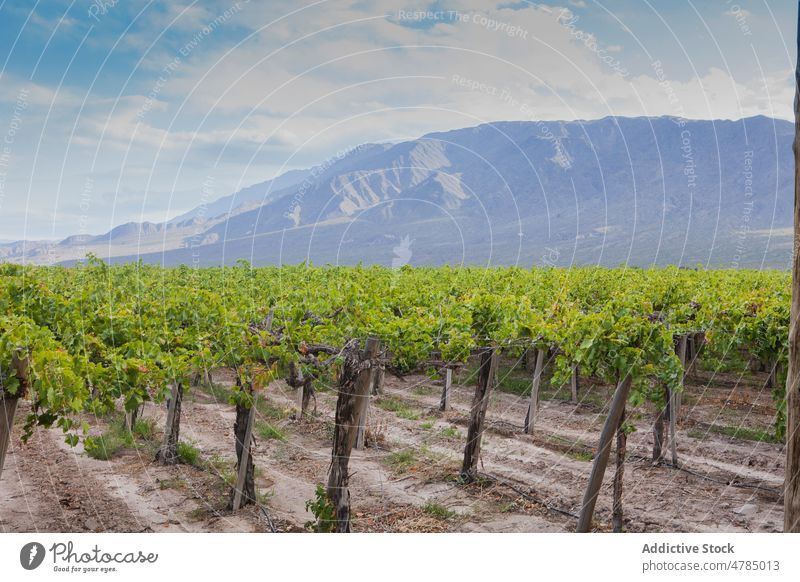 Even rows of vineyard in valley in fine weather mountain landscape summer green nature agriculture tourism countryside garden wine sky plant grape rural