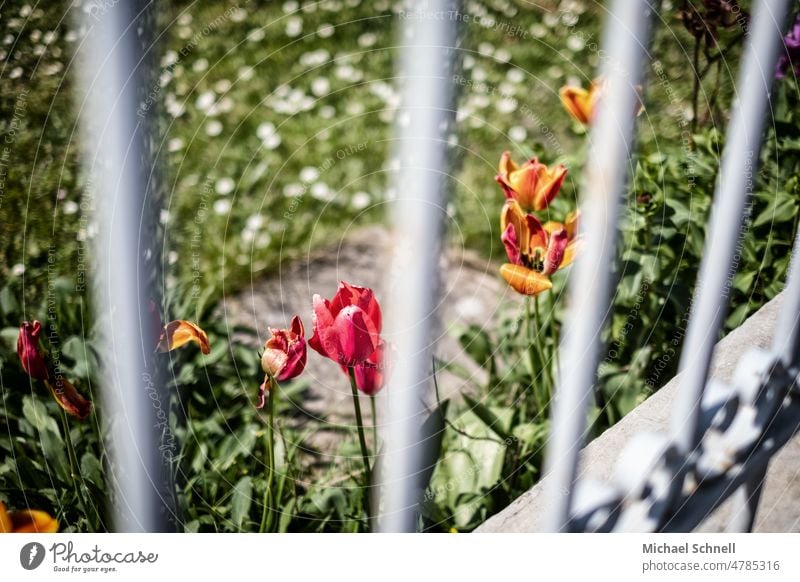 Flowers behind a garden trellis flowers blossom Blossoming Grating Fence obstructed no access Shielded Plant Garden