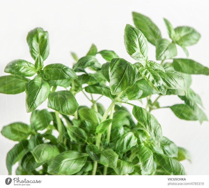 Basil leaves close up at white background basil leaves flavorful healthy mediterranean herb cooking ingredient front view food fresh freshness green italian