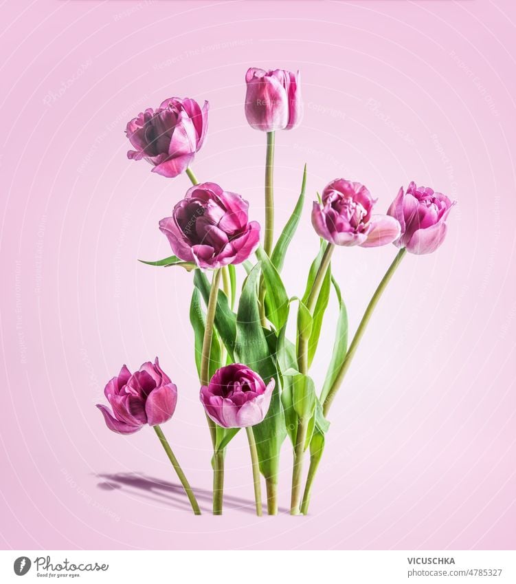 Tulips bunch with purple petals stands on pink background. tulips seasonal springtime flower beautiful bouquet front view elegance floral nature beauty blooming