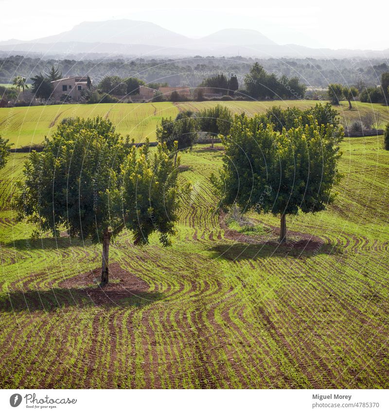 View of the interior of the island of mallorca with its cultivated fields In the foreground two carob trees. green