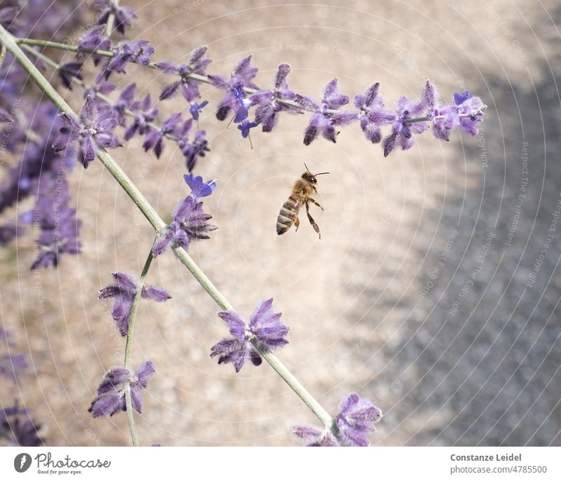 Bee in flight between lavender flowers Insect Blossom Flower Animal Summer Nature Diligent Pollen Garden Honey bee Sprinkle Farm animal Blossoming Deserted