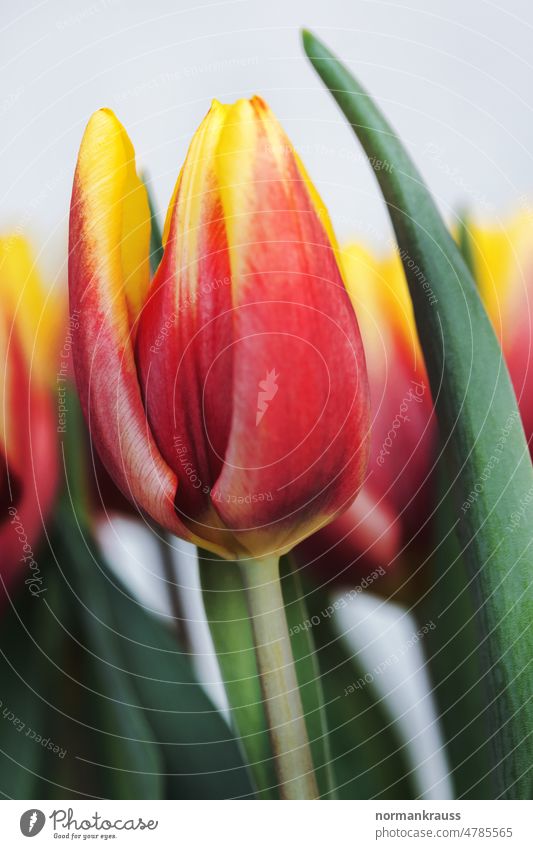 tulips Tulip Blossom Flower Calyx Spring flower come into bloom herald of spring petals Plant blossom variegated luminescent Red Yellow detail Close-up Nature