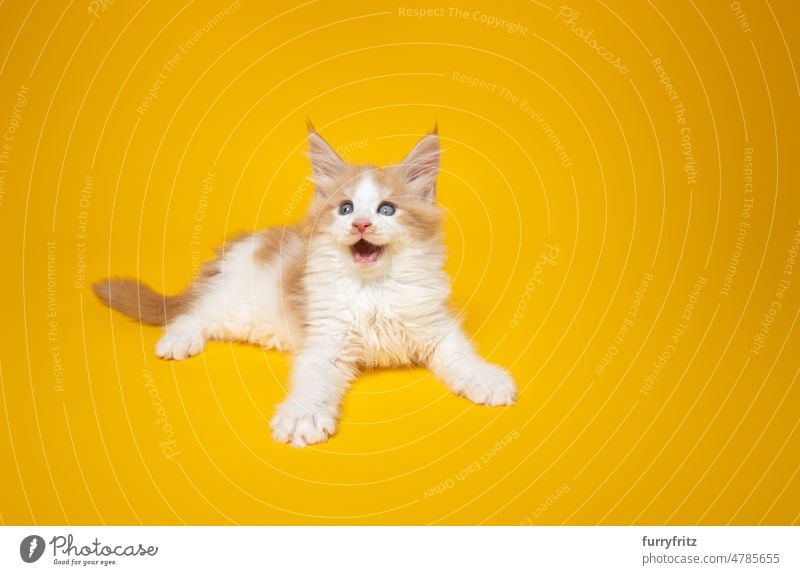 funny ginger kitten with mouth open on yellow background cat kitty pets fluffy fur feline maine coon cat purebred cat studio shot copy space one animal white