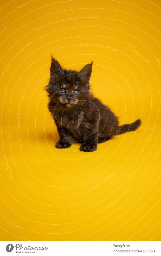 cute black smoke maine coon kitten sitting on yellow background cat kitty pets fluffy fur feline maine coon cat purebred cat studio shot copy space one animal