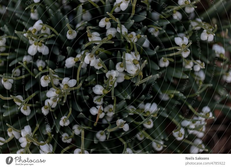 Snowdrop flowers in the forest. View from above background beautiful beauty bloom blooming blossom botany bud closeup color concept early first flora floral