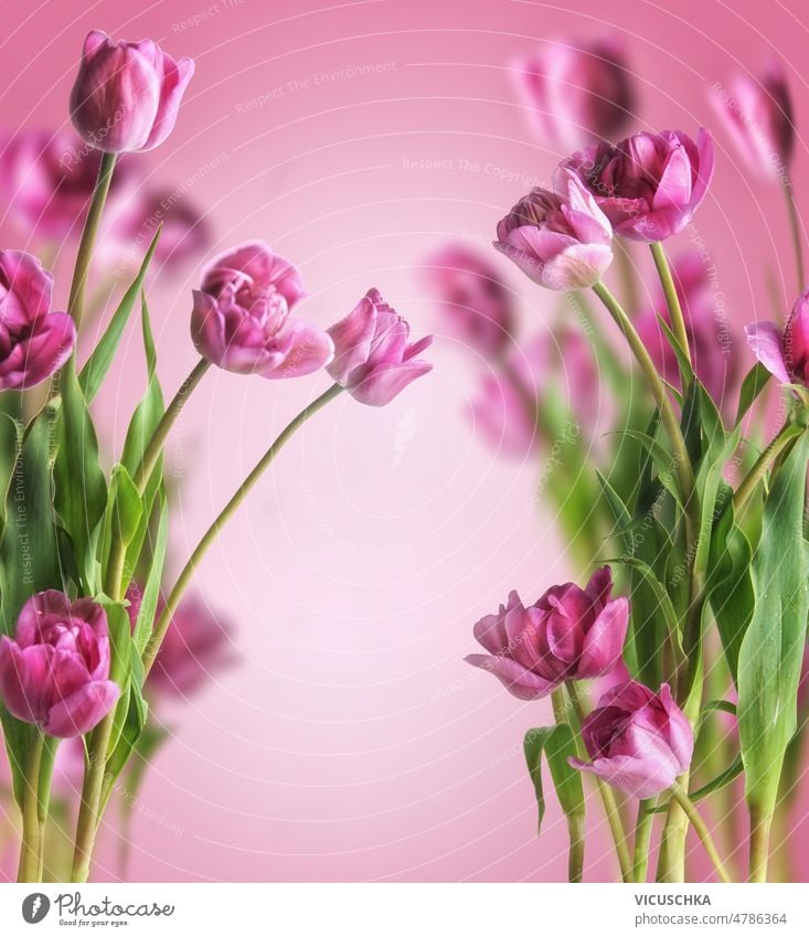 Floral background with purple blooming tulips  at pink background floral frame green stems copy space seasonal spring front view nature beauty blossom