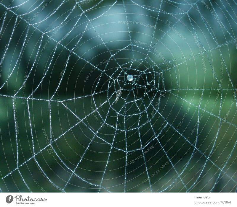 ...spun into the blue Spider's web Autumn Fog Net Rope Drops of water Blue