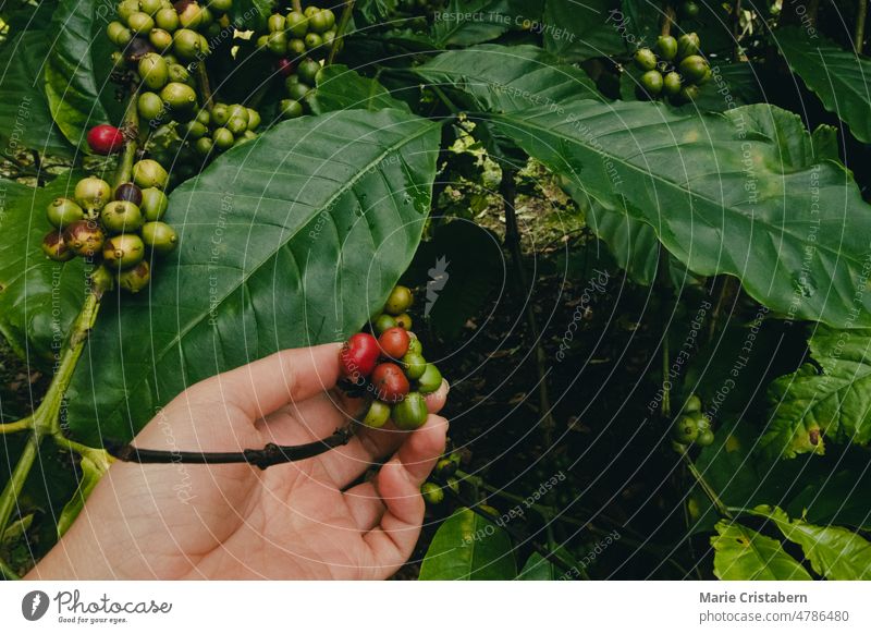 Farmer's Hand Checking Coffee Berries In an Organic Farm sustainable lifestyle livelihood eco friendly raw coffee bean farmer organic agriculture examining