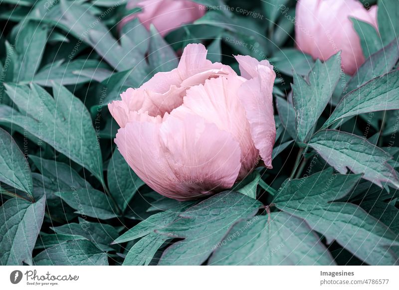 Paeonia suffruticosa plant. Large foliage of tropical leaves with dark green texture. Leaf seamless background. Full frame of leaves. abstract green texture, abstract background of nature.