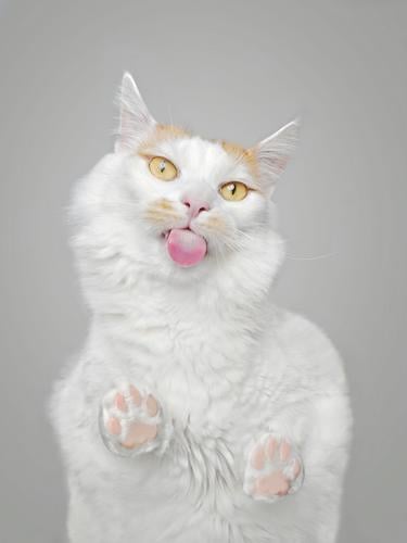 Bottom view of funny tabby cat licking the screen. domestic cat directly below hungry low angle view copy space gray background humor looking down animal