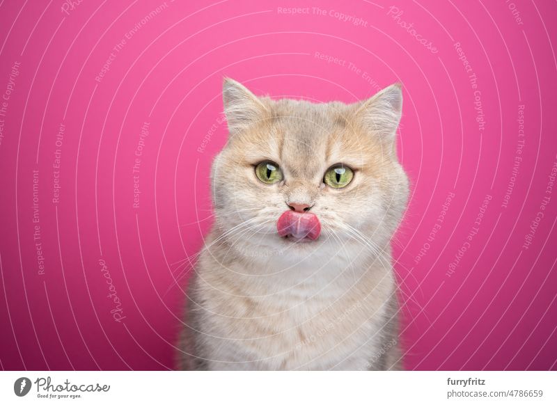 hungry cat licking lips on pink background indoors studio shot kitty pets fluffy fur feline british shorthair cat portrait cute honey blue golden shaded