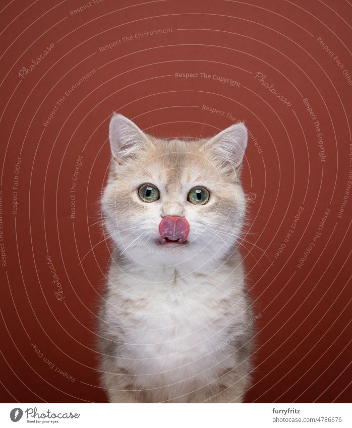 cute hungry cat licking lips looking at camera indoors studio shot kitty pets fluffy fur feline kitten british shorthair cat portrait red-brown brown background