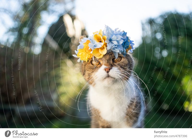 cat wearing floral crown in ukraine colors kitty pets feline fluffy fur outdoors nature one animal british shorthair cat looking at camera flower blue yellow