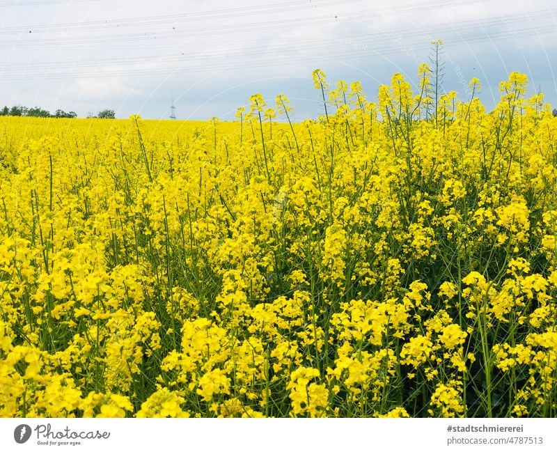 Rape field in bloom Canola Field Nature Spring Canola field Agriculture Blossoming Environment Sky Yellow Colour photo Beautiful weather Oilseed rape flower