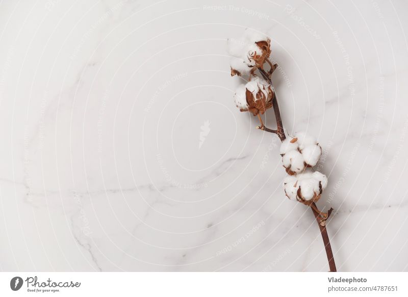 Cotton flower branch on white marble background, top view. Minimal layout cotton above minimal plant decoration design closeup table material natural floral