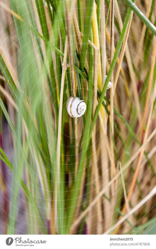 a bright snail shell hangs on some dune grasses Crumpet Snail shell Ocean duene Grass Marram grass vacation Summer Relaxation Nature Green White