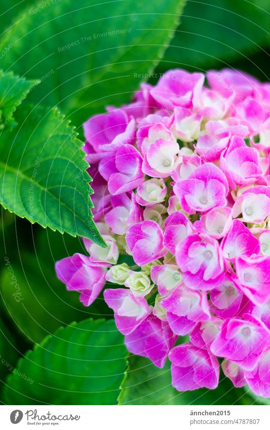 one big pink hydrangea flower and some green leaves Garden Summer Spring Blossom Hydrangea Green Nature Blossoming Country  garden Flower Colour photo Pink