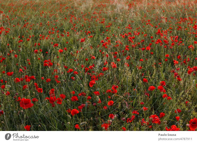 Poppy field Poppy blossom poppies Environment Red Summer Nature Plant Field Meadow Exterior shot Landscape flowers Corn poppy Deserted Colour photo red poppy