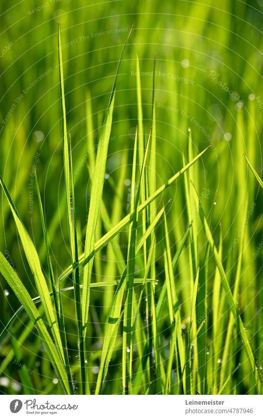 Long grass in the morning backlight of the sun with some dew drops on the blades Grass Sun Dew Drop Back-light Morning Fresh Green Spring bokeh background Plant