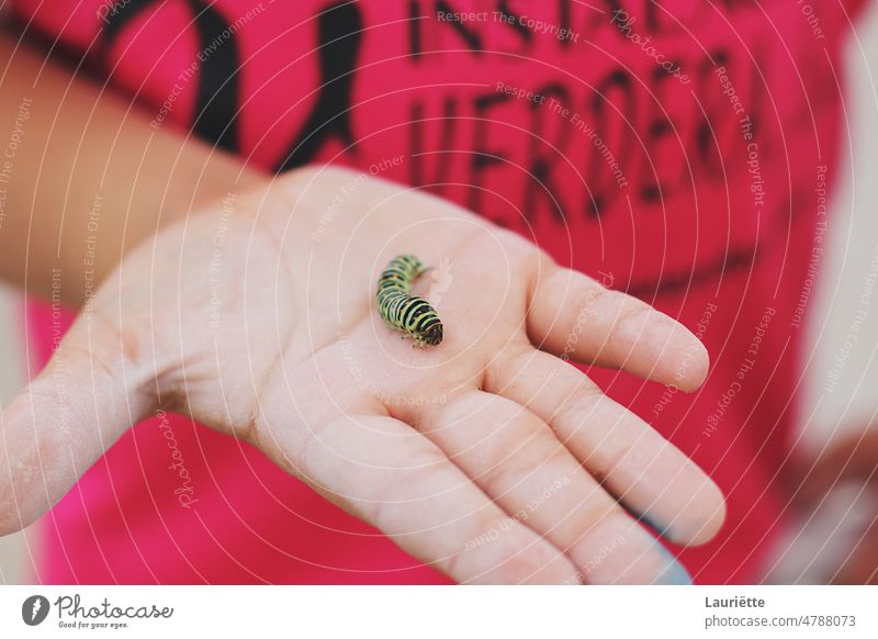 Small green caterpillar in the hand of a small boy finger nature holding insect palm fingers bug beauty child people human hand animal animal wildlife close-up