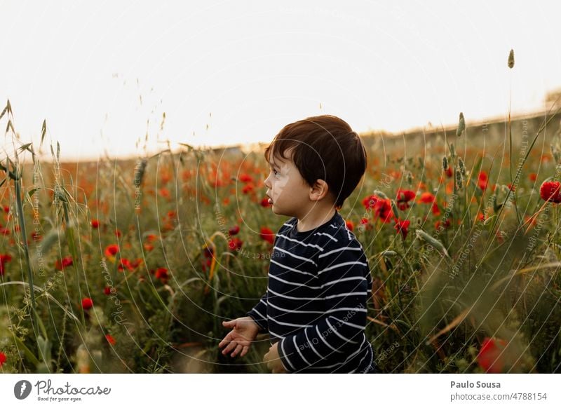 Cute Boy standing on poppy field Boy (child) one person real people 3 - 8 years Child Infancy Colour photo Caucasian Joy Portrait photograph Human being