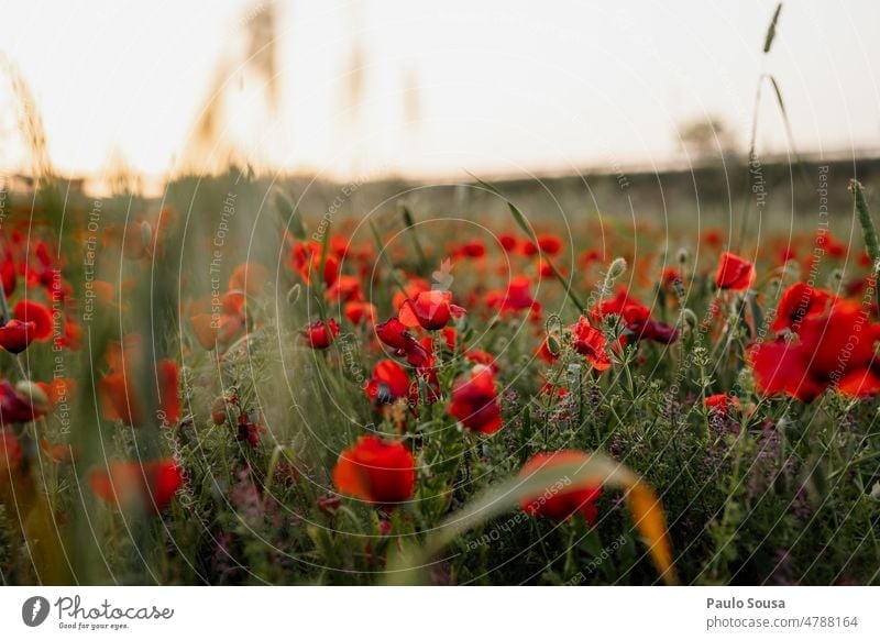 Poppy field Poppy blossom poppies Environment Red Summer Nature Plant Field Meadow Exterior shot Landscape flowers Corn poppy Deserted Colour photo red poppy