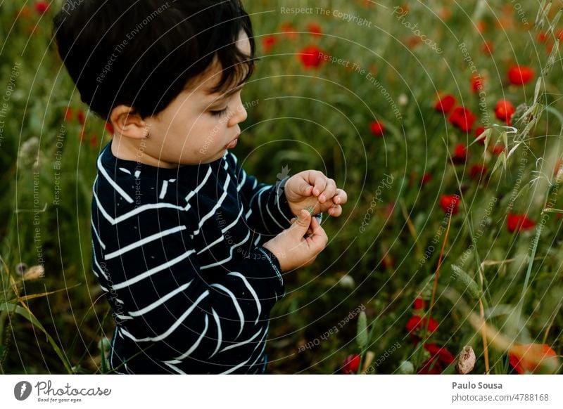 Boy picking poppy Child 3 - 8 years real people one person Field Authentic Nature explore picking flowers Poppy Poppy blossom Poppy field Blossoming Flower