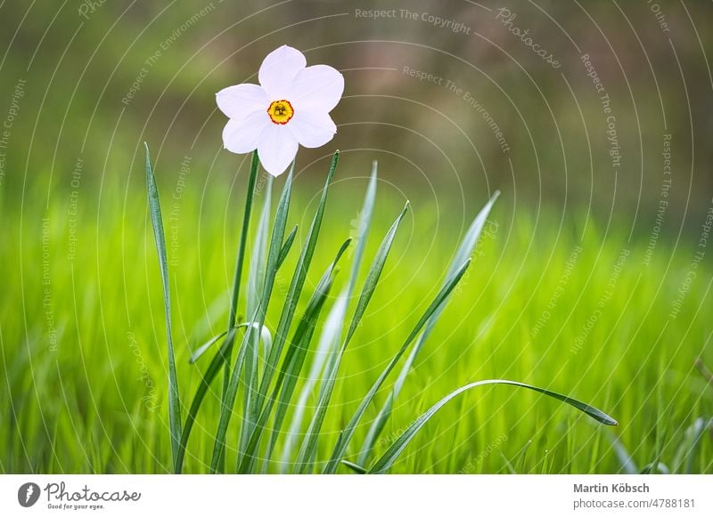Daffodils at Easter time on a meadow. Yellow white flowers shine against the green grass. early bloomers spring narcissus balcony plants bokeh light atmosphere