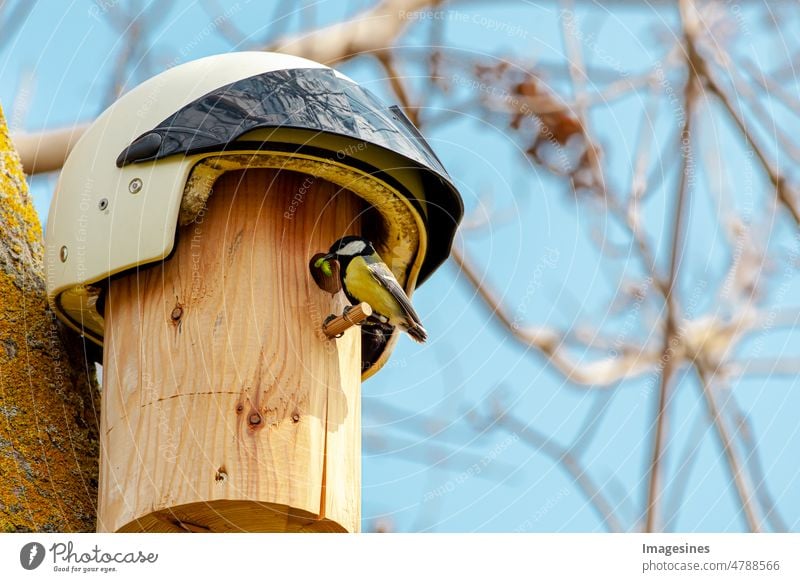 Helmet compulsory! Great tit (Parus major) and DIY nesting box - bird house with white retro motorcycle helmet as a roof. Tit with caterpillar in beak feeds the chicks. Biker headgear, vintage accessory.