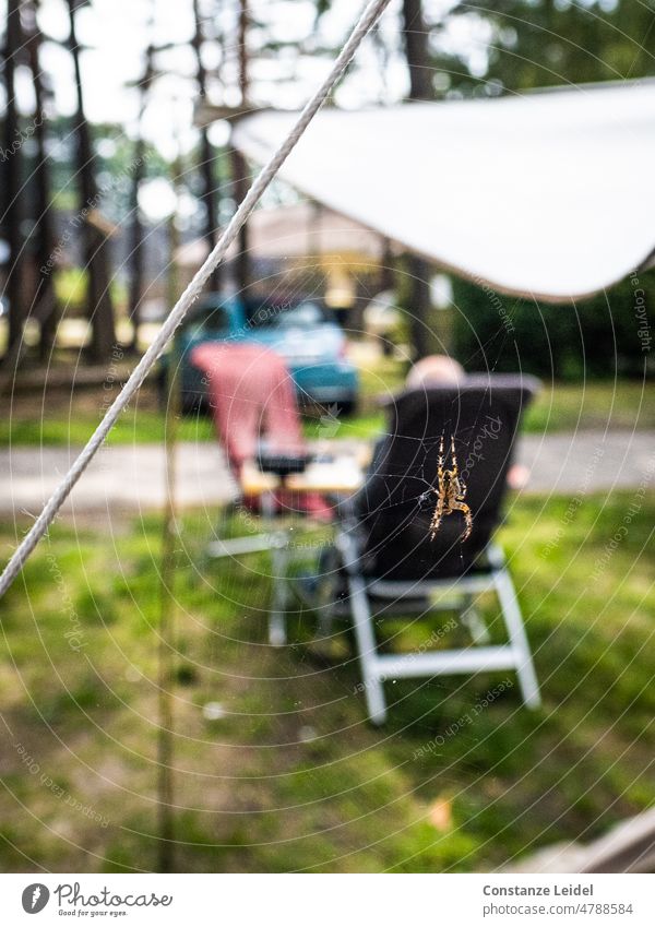 Spider web with yellow striped spider in front of blurred camping chair Spider's web Nature Animal Net Camping Camping chair Exterior shot Insect Legs Fear