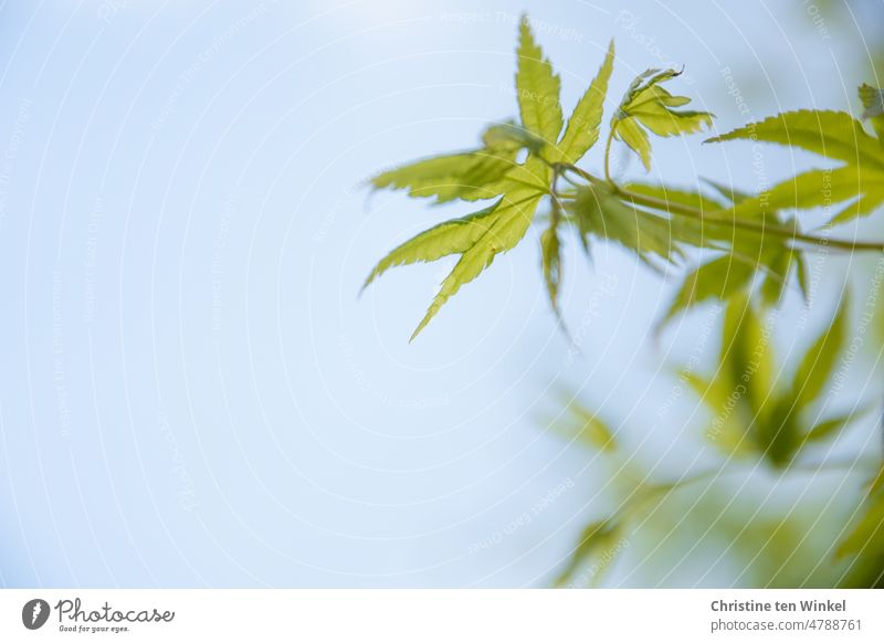 The delicate green leaves of Japanese fan maple against blue sky Pea green Japan maple tree Spring Growth Nature Sky Tree Plant Garden Shallow depth of field