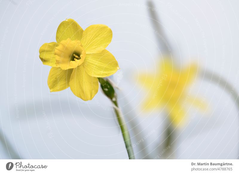 Narcissus, Narcissus 'Tête-à-Tête' Cultivar, Bulb Flower daffodil narcissus Plant bulb flower Geophyte spring bloomers Blossom blossoms Yellow High-key