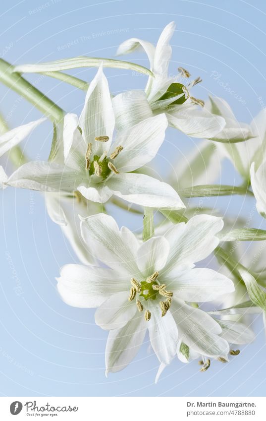 Milk star, Ornithogalum umbellatum, bulbous flower from Central Europe Plant Flower bulb flower Geophyte spring bloomers Blossom blossoms White hardy