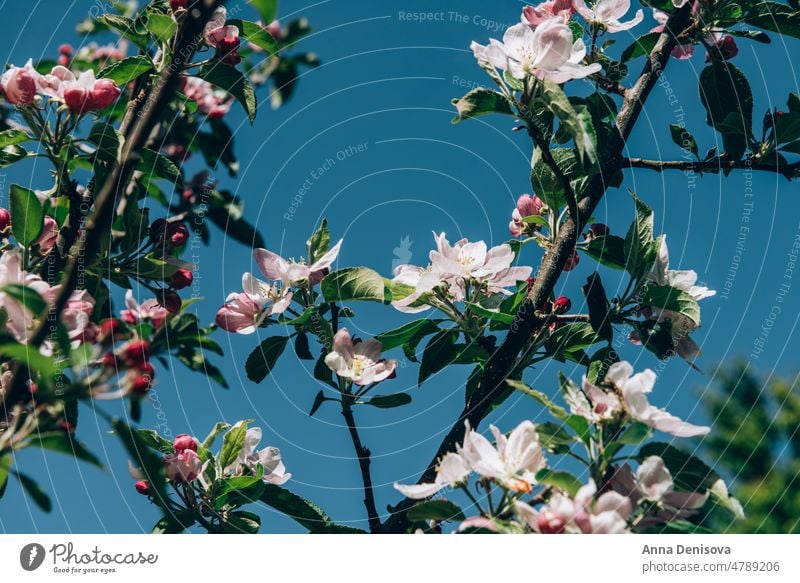 Blooming apple tree garden flower blooming leaf nature blossom petal natural season plant april spring orchard branch white bud gardening apple blossoms