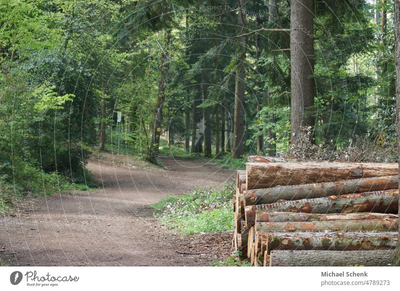 Wood for removal stored by the wayside in the forest Forest trees Tree Stored Transport Nature Landscape Deserted Exterior shot Green Light Tree trunk