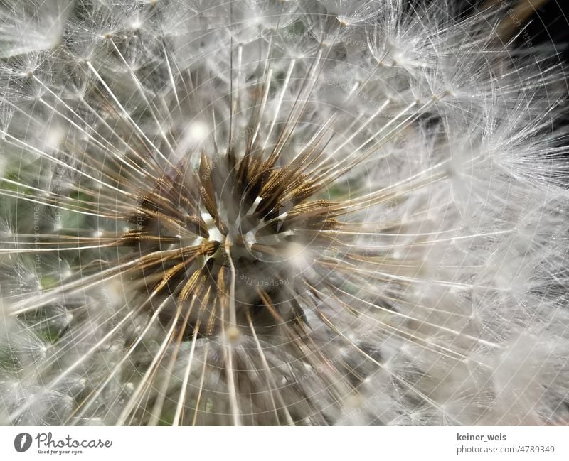 Close up of dandelion with seeds of wild herb dandelion Dandelion Close-up macro Sámen flying seeds weed Weed Flower Blossom Fruit umbel Nature Plant
