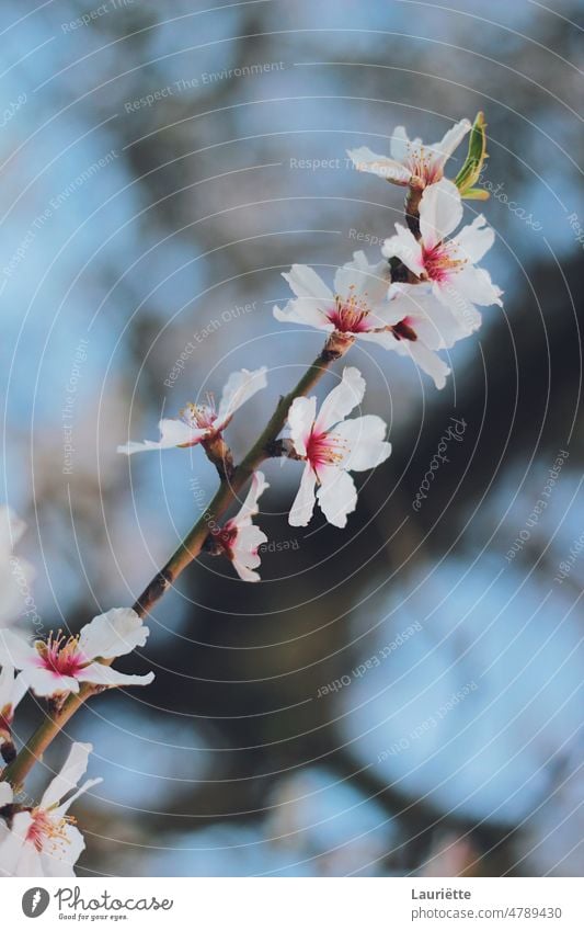 Cherry blossom from an almond tree spring flower cherry nature branch bloom pink beauty blooming white season sky bud plant blue sakura garden blossoming