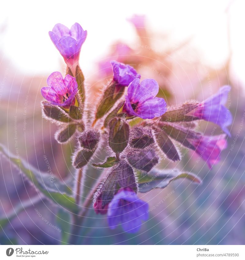 Close up of lungwort in evening light Pulmonaria obscura Nature Flower Blossom Plant Close-up Macro (Extreme close-up) Detail Shallow depth of field
