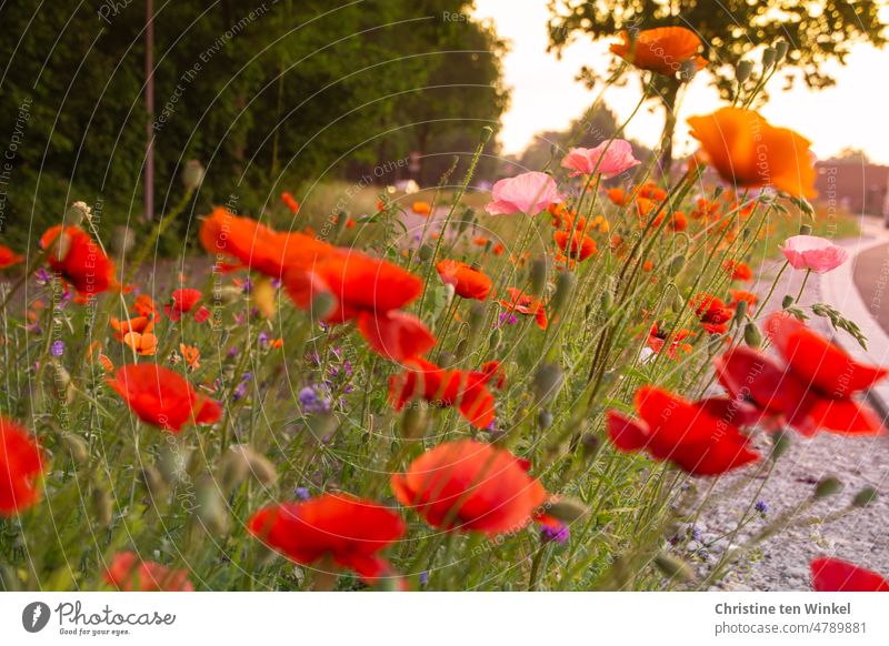 Poppy in a flowering strip at the roadside Corn poppy Papaver rhoeas Wayside wild flowers papaver Red Flower Summer Blossom Environment Environmental protection