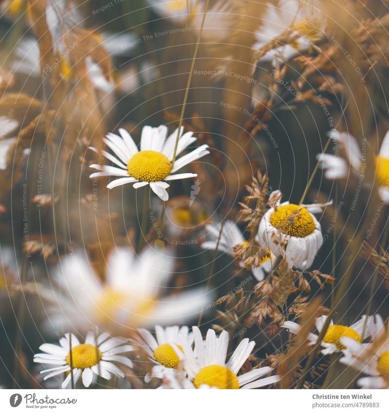 Beginning and End | Of Becoming and Passing... Daisies and dry grasses on a meadow marguerites daisy meadow wild flowers Meadow wildflower meadow pretty