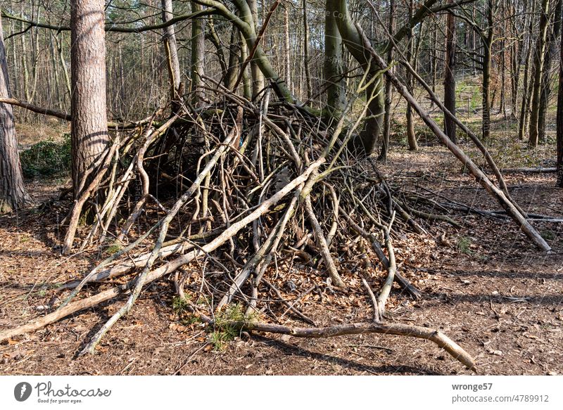 Teepee made of branches and twigs in the middle of still bare forest Tee Pee Branches and twigs Forest Nature Tree Deserted Exterior shot Twigs and branches Day