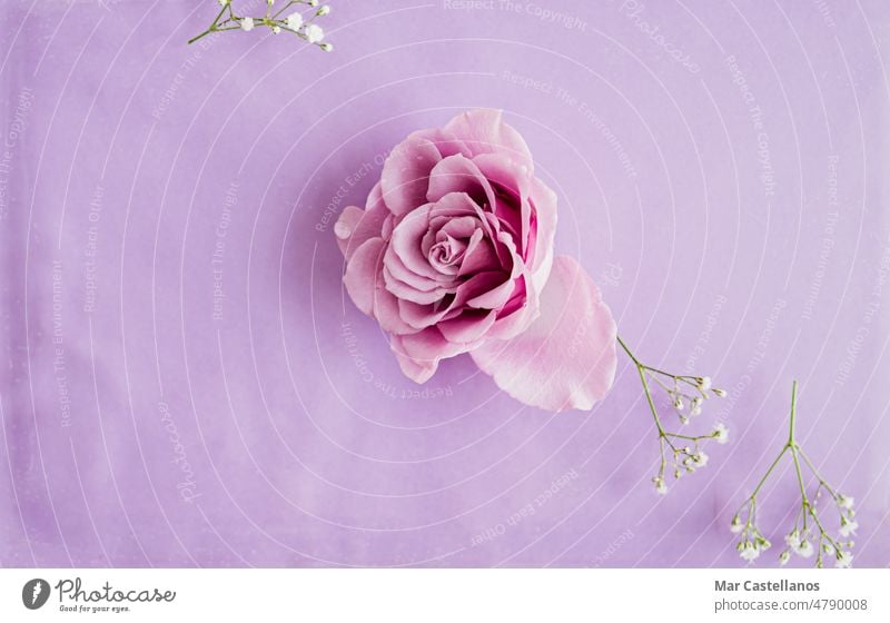 Purple rose on a background with water waves. Copy space. pink flowers purple white circle top view copy space effect natural horizontal abstract wallpaper art