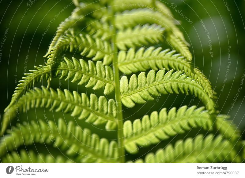 Fern frond glows in the soft morning light fern frond Dryopteris Foliage plant Green Green tones medicinal plant Plant Nature Leaf Exterior shot Detail