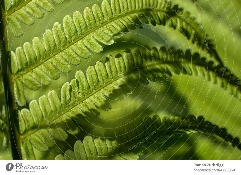 Close up of fern frond in forest clearing Fern Dryopteris Foliage plant Green Green tones medicinal plant Plant Nature Leaf Exterior shot Detail Fern leaf