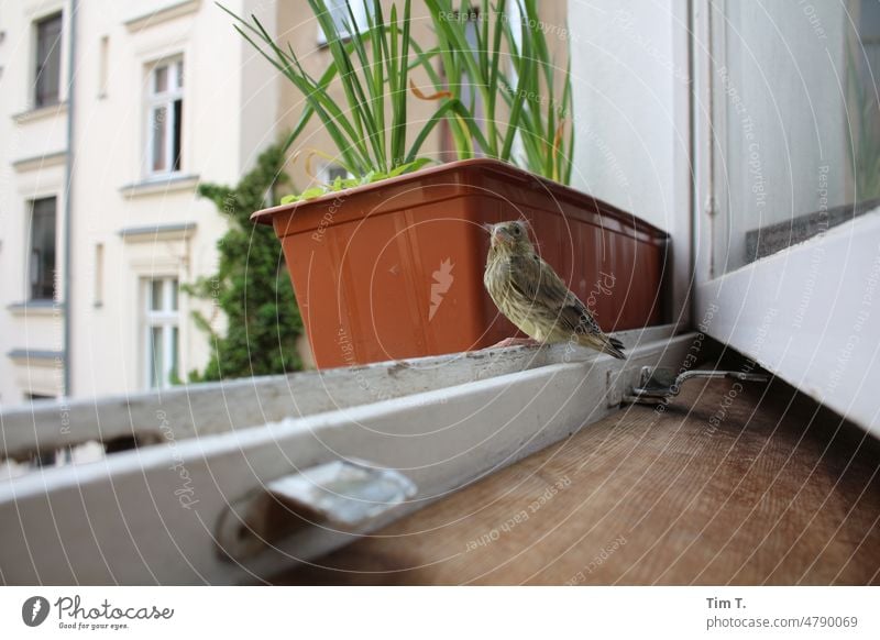 a young bird sits at the open window Bird Window House (Residential Structure) Building Day youthful Berlin Backyard Period apartment Old town Town Old building