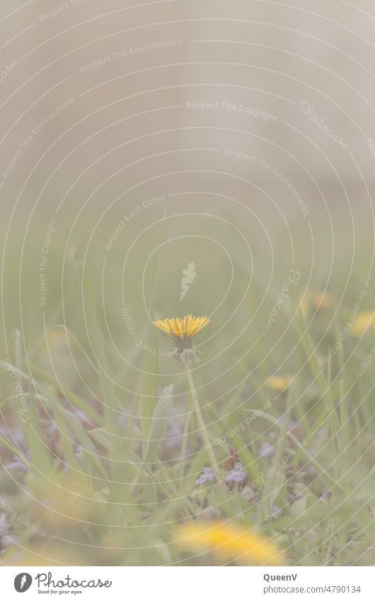 Yellow flower on the meadow flowers Nature reserve Dandelion Dandelion field Environment Grass Meadow Plant Day Green Blossoming Wild plant Flower naturally
