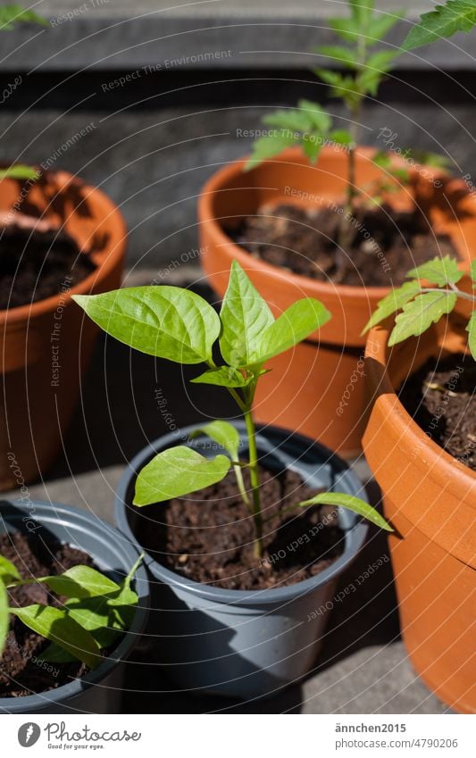 some plantlets in pots - tomatoes and bell pepper plants Plant do gardening Hobbies Garden Pepper plant Tomato seedlings Sow Pot Gardening Spring wax Earth