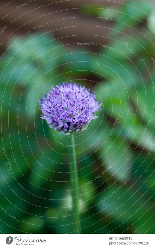 An allium flower is in the garden - in the background it is very green Onion Plant Blossom Blossoming Garden Green Violet purple bud Flower Colour photo Spring