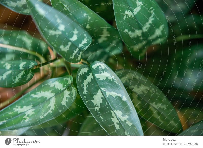 Directly above shot of an dieffenbachia amoena texture color bright macro water spring growth freshness closeup background beauty botany directly above